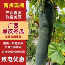 广西吊东瓜产地直发一手货源品质保障欢迎联系