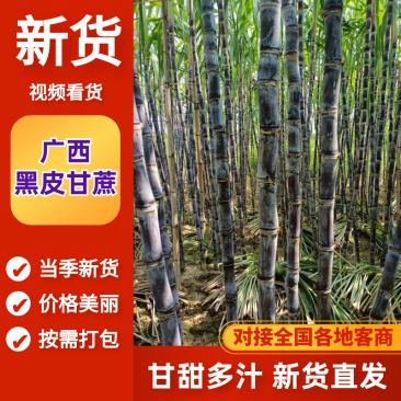 【精品黑皮甘蔗】广西甘蔗基地现货直发，对接电商市场代发