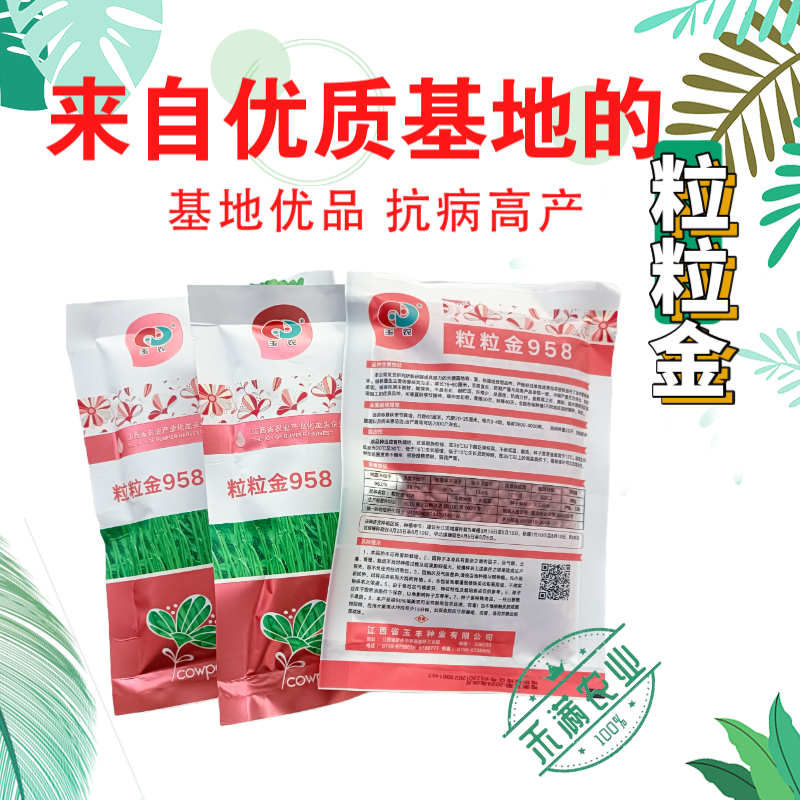 粒粒金958高端长豆角种子绿条豇豆种籽翠绿色大棚露天基地