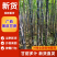 广西精品黑皮甘蔗，基地现货直发，对接电商市场量大从优