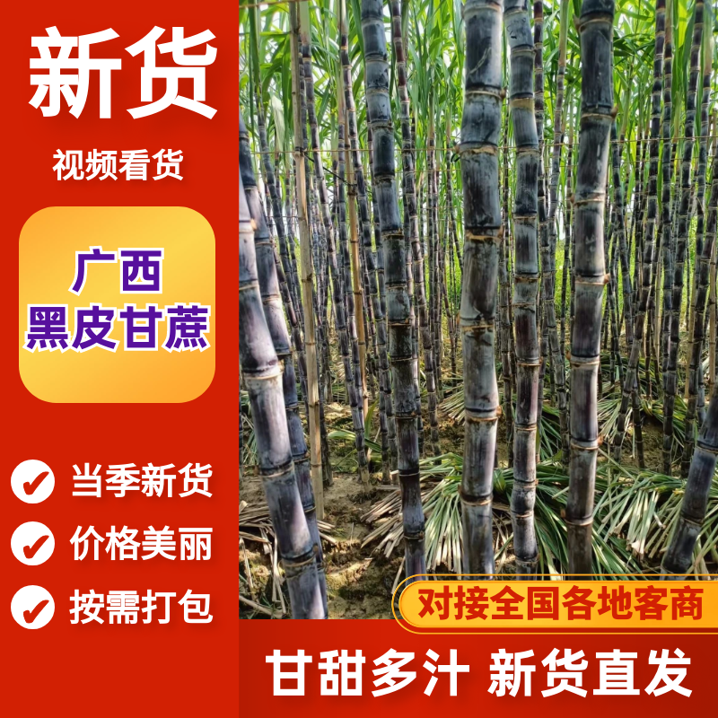 广西精品黑皮甘蔗，基地现货直发，对接电商市场量大从优
