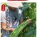 粒粒金958高端长豆角种子绿条豇豆种籽翠绿色大棚露天基地