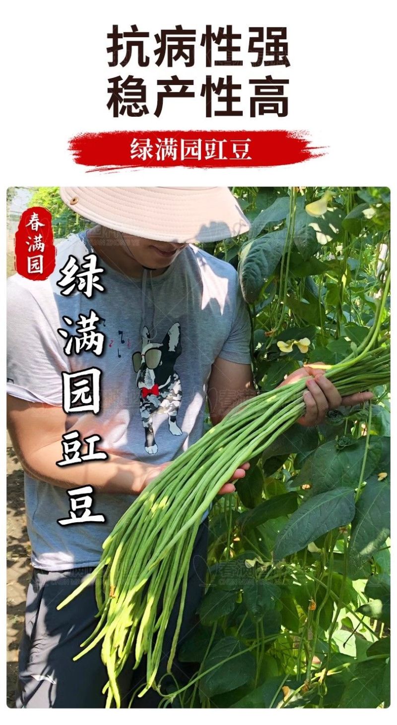 粒粒金958高端长豆角种子绿条豇豆种籽翠绿色大棚露天基地
