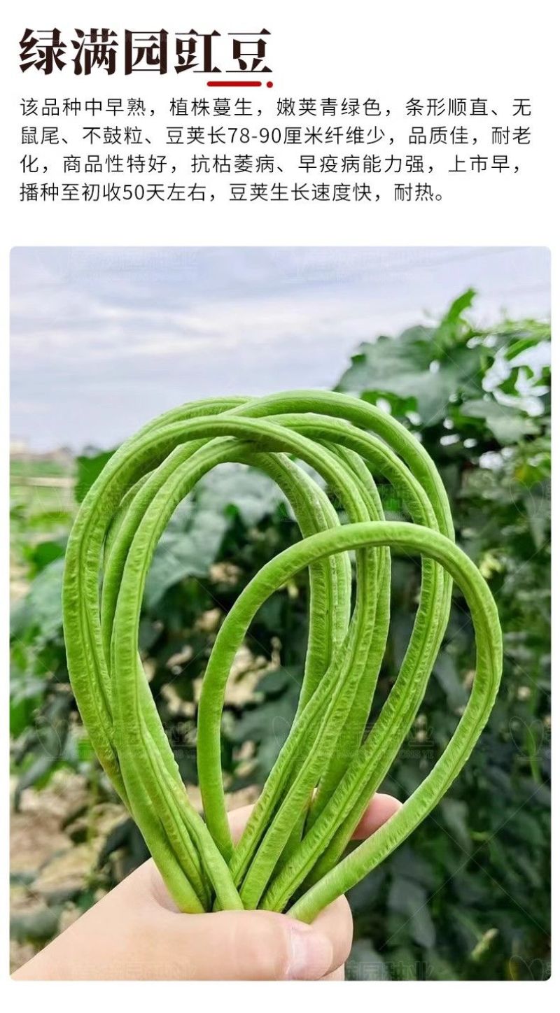 粒粒金958高端长豆角种子绿条豇豆种籽翠绿色大棚露天基地
