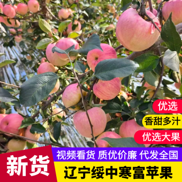 【实力代办】辽宁寒富苹果新鲜采摘全国发货欢迎咨询