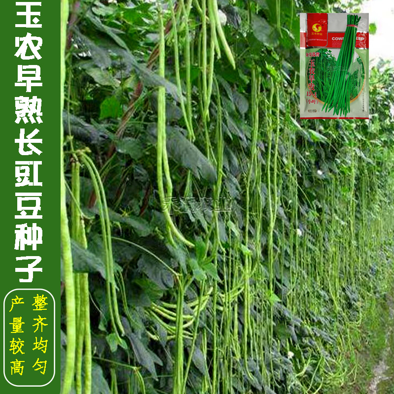 玉农早发豆角种子绿条豇豆翠绿色长豆角大棚露天基地蔬菜种子