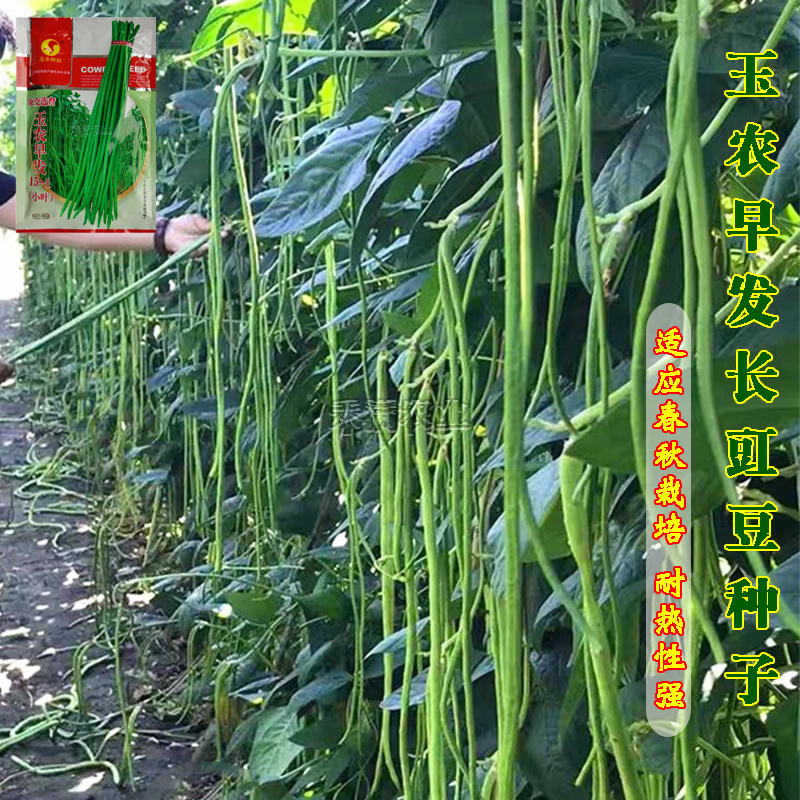 玉农早发豆角种子绿条豇豆翠绿色长豆角大棚露天基地蔬菜种子