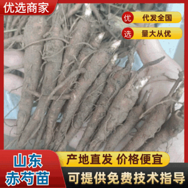 菏泽本地赤芍苗一年赤芍通货包成活免费技术指导