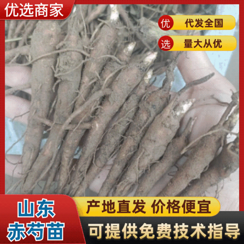 菏泽本地赤芍苗一年赤芍通货包成活免费技术指导