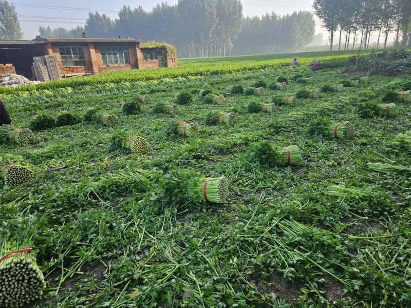 芹菜基地，现货直发，对接市场商超电商全国代收代发