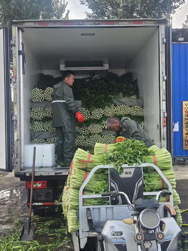 芹菜质量上乘，全国代收代发对接商超电商市场品批发，欢迎电联