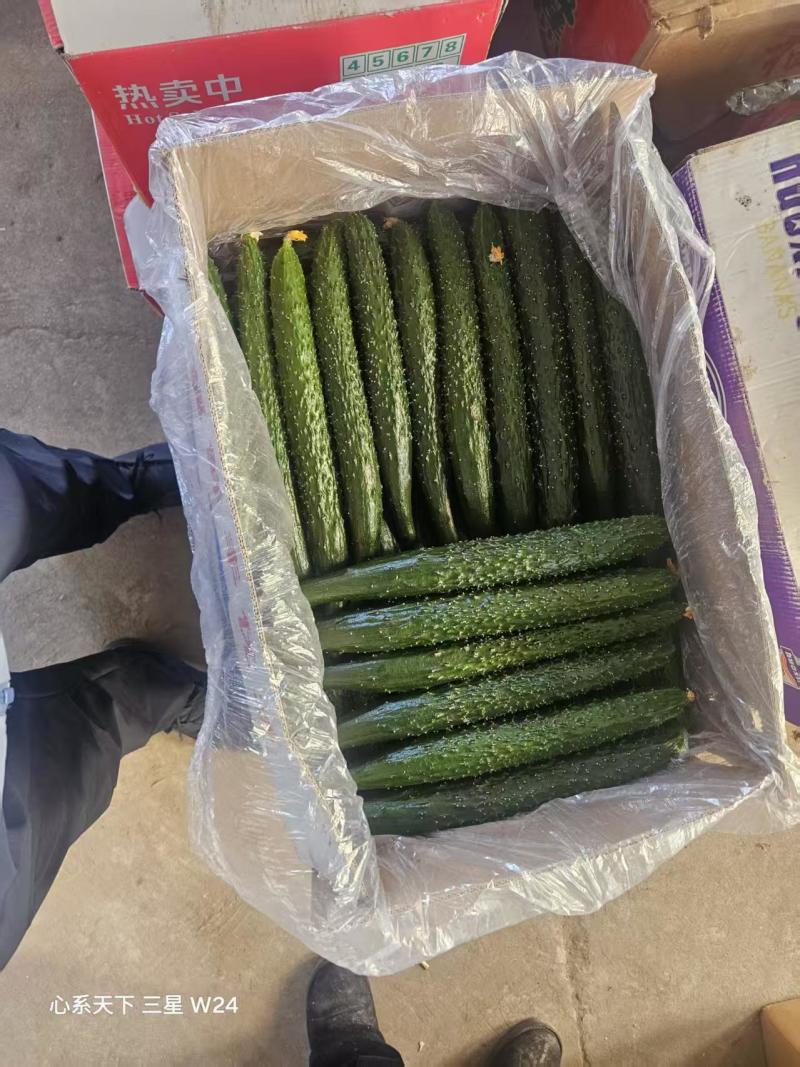 密刺黄瓜现货量大课视频看货，商超电商市场批发可一手对接