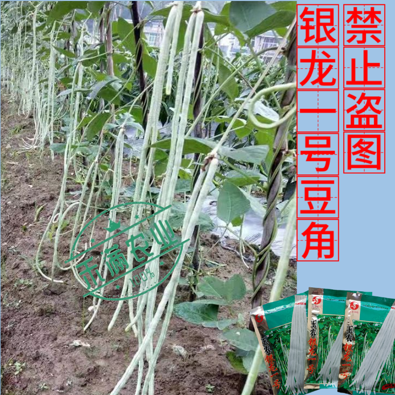 银龙一号白豆角种子白豇豆种籽春夏秋四季农家白早熟高产蔬菜