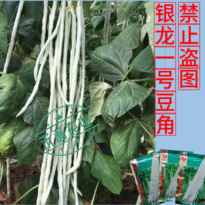 银龙一号白豆角种子白豇豆种籽春夏秋四季农家白早熟高产蔬菜