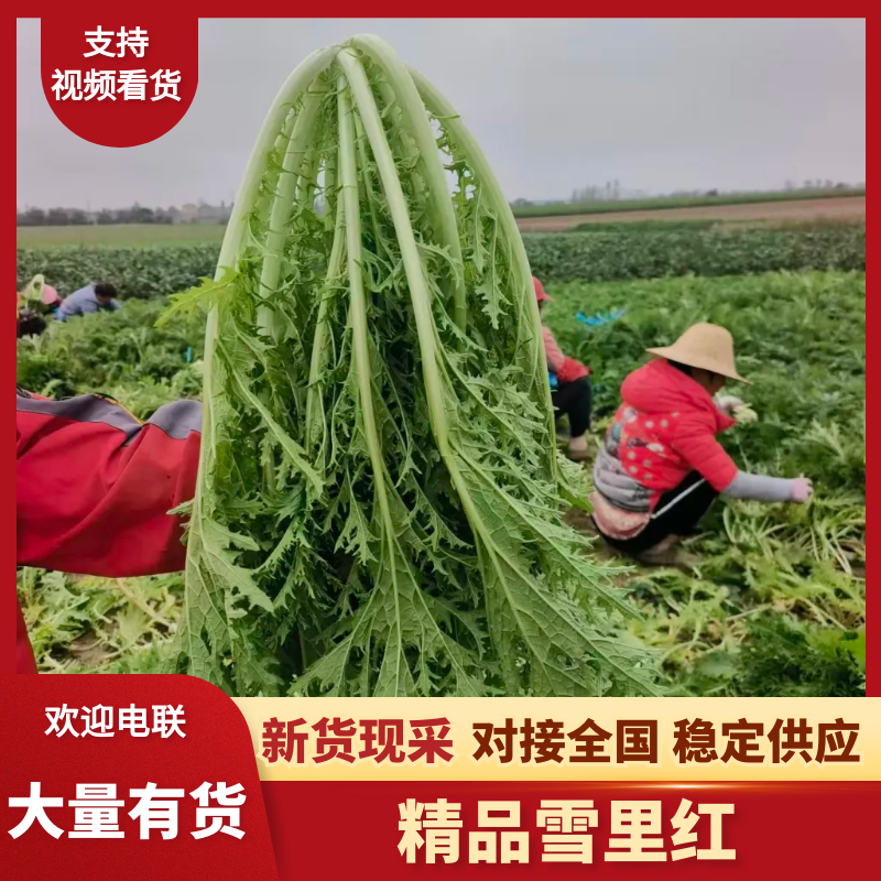 湖北省钟祥市雪里红/地头发货/工厂货/市场货/电商货。