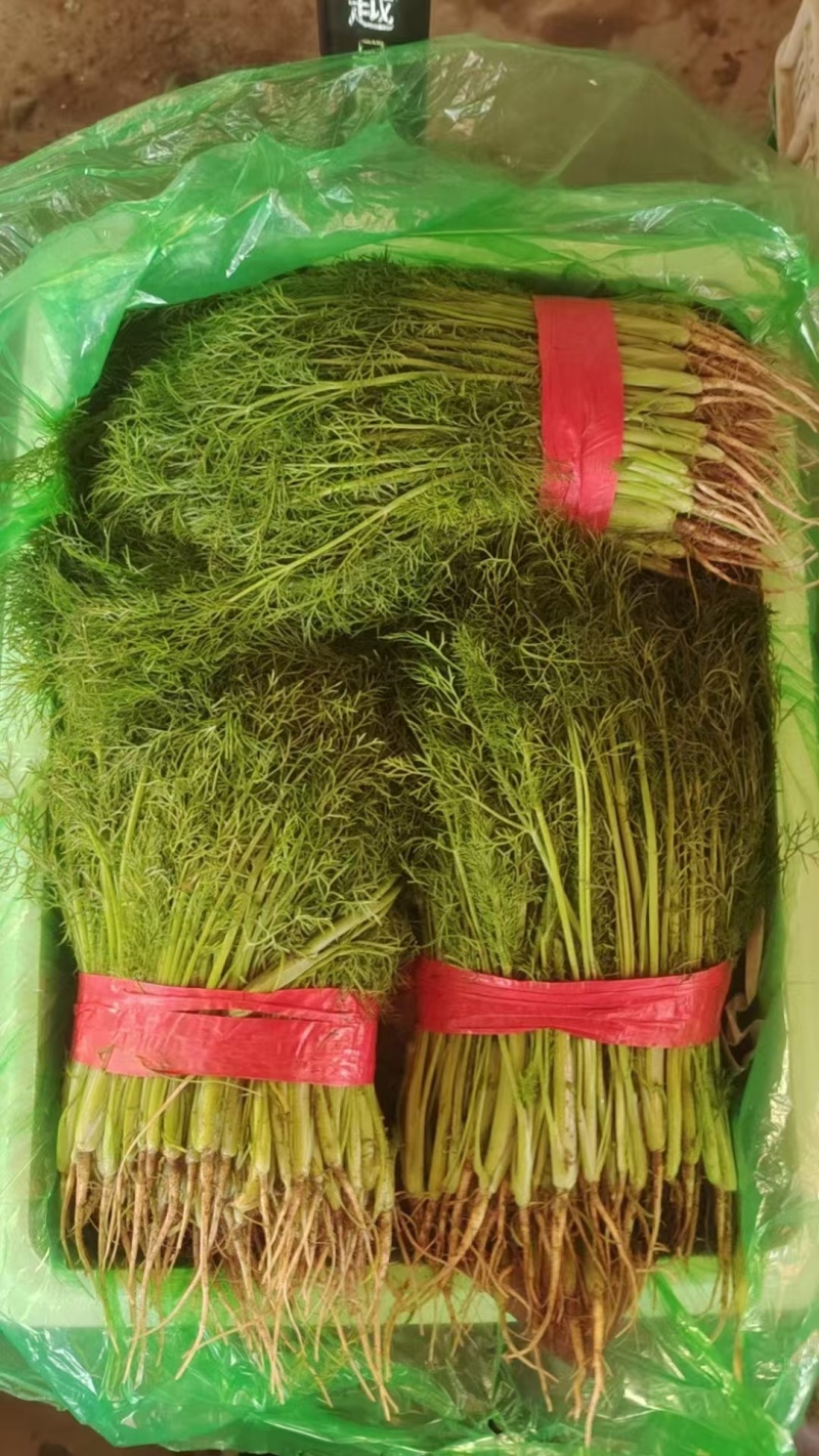 茴香质量保证价格合理对接市场协助装车找货