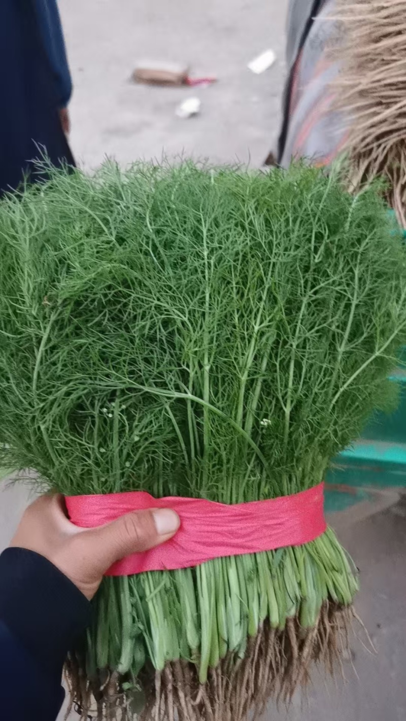 茴香质量保证价格合理对接市场协助装车找货