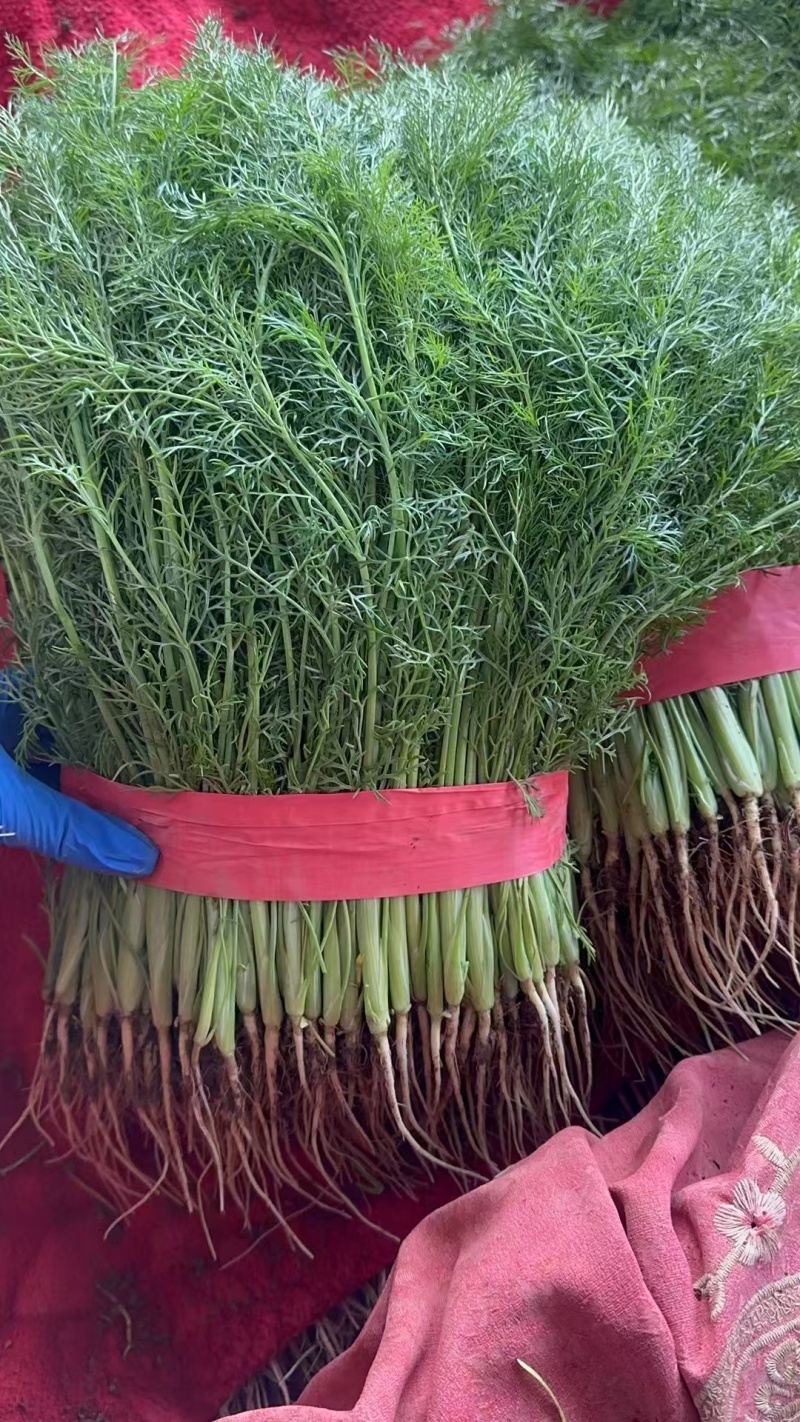 茴香质量保证价格合理对接市场协助装车找货