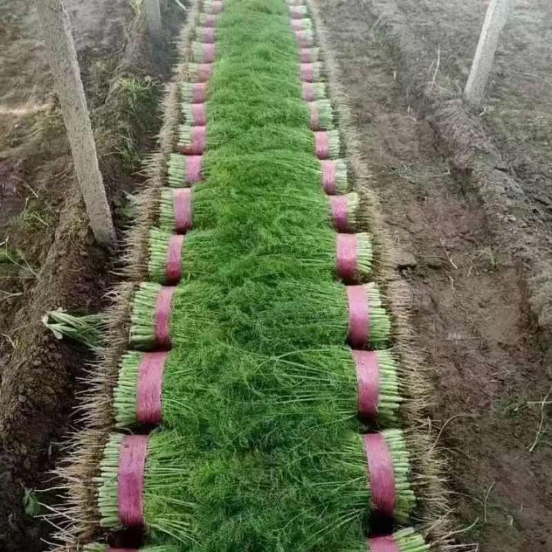 茴香质量保证价格合理对接市场协助装车找货