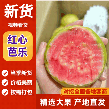 红心芭乐/番石榴大量有货品质优现摘现发可视频看货欢迎咨