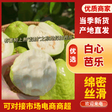 软糯奶油番石榴（奶油芭乐）大量有货基地直供品质优欢迎咨询