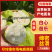 白心芭乐大量有货基地直供现摘现发品质优可对接商超市场欢迎