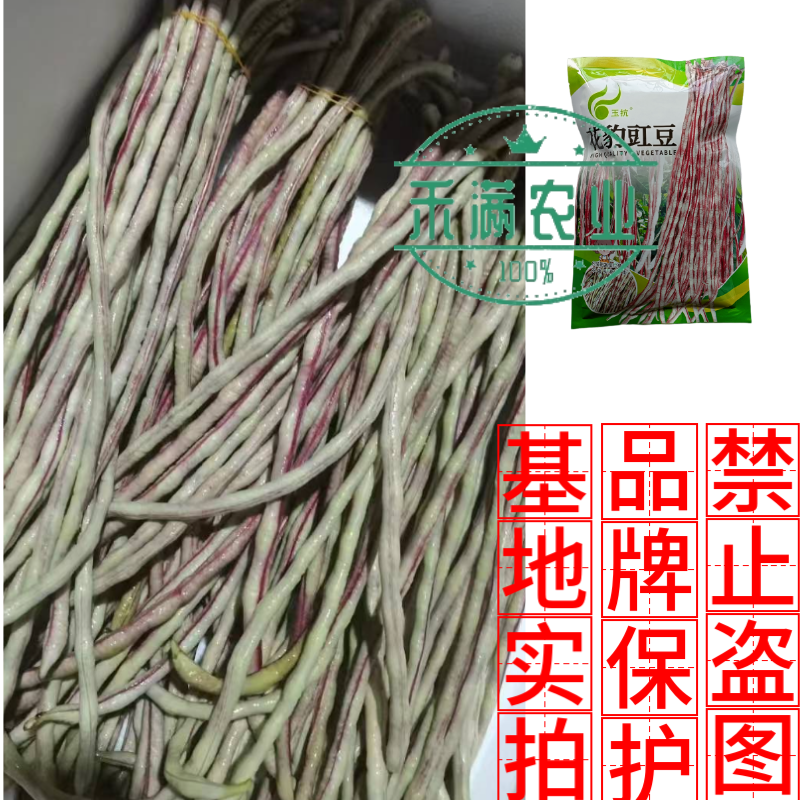 花纹花豹长豇豆豆角种子特色新品龙纹花豹缸豆种籽春秋高产架
