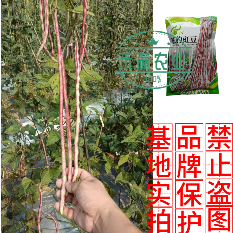 花纹花豹长豇豆豆角种子特色新品龙纹花豹缸豆种籽春秋高产架