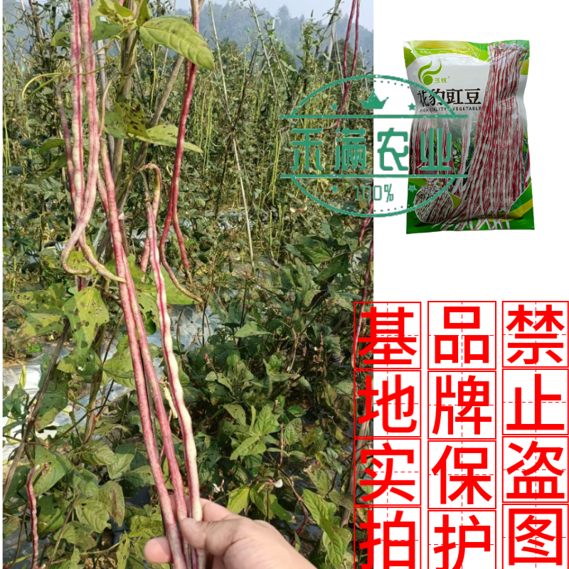 花纹花豹长豇豆豆角种子特色新品龙纹花豹缸豆种籽春秋高产架