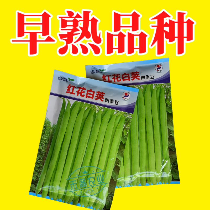 红花白荚四季豆种子农家高产无筋架豆早熟高产豆角蔬菜种