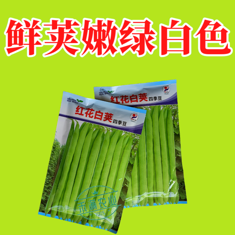 红花白荚四季豆种子农家高产无筋架豆早熟高产豆角蔬菜种