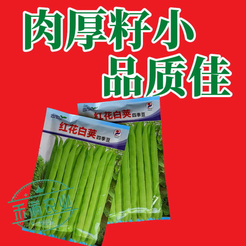 红花白荚四季豆种子农家高产无筋架豆早熟高产豆角蔬菜种
