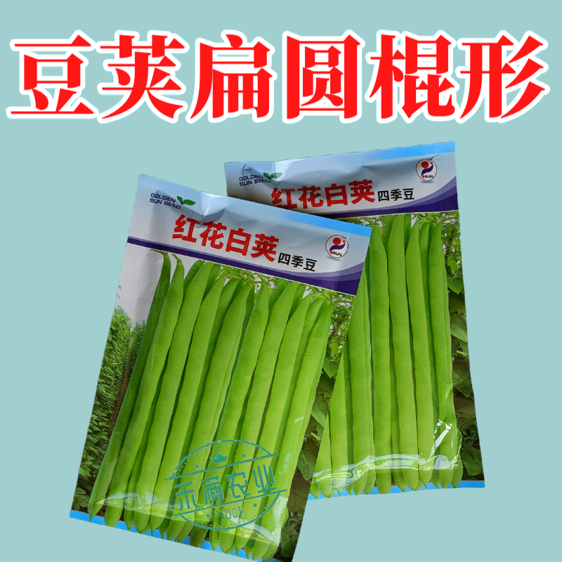 红花白荚四季豆种子农家高产无筋架豆早熟高产豆角蔬菜种