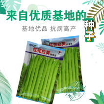 红花白荚四季豆种子农家高产无筋架豆早熟高产豆角蔬菜种