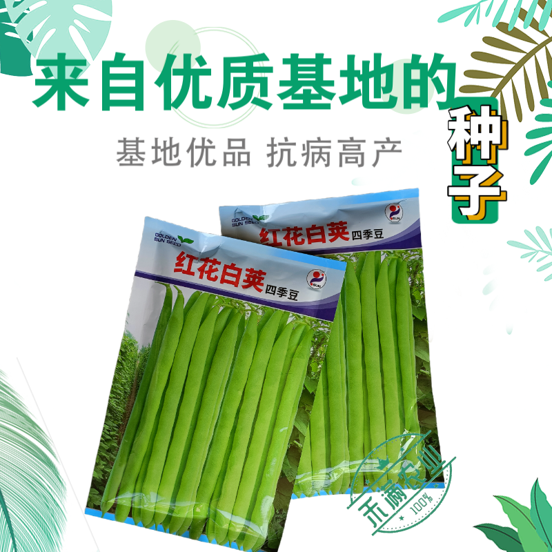 红花白荚四季豆种子农家高产无筋架豆早熟高产豆角蔬菜种