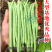 红花白荚四季豆种子农家高产无筋架豆早熟高产豆角蔬菜种