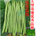红花青荚小金豆四季豆种子农家高产无筋架豆早熟高产蔬菜种子