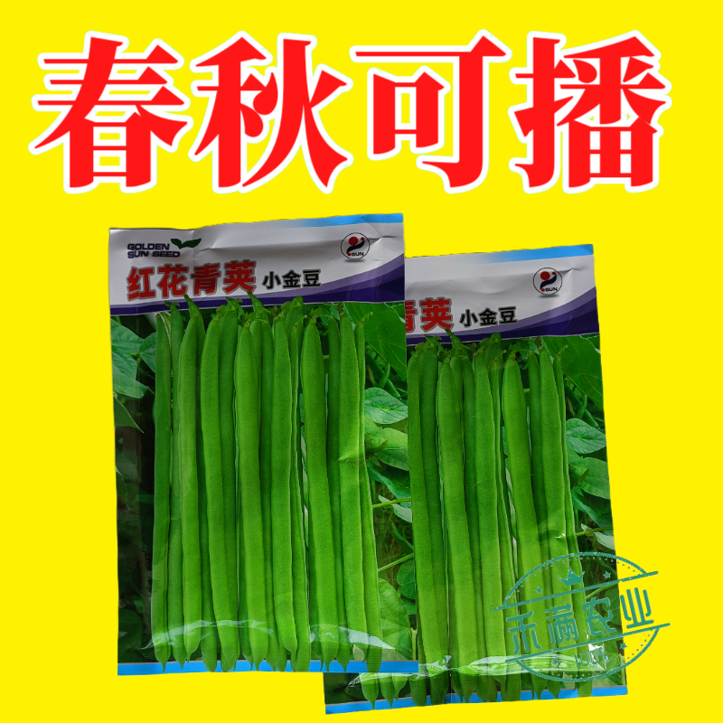 红花青荚小金豆四季豆种子农家高产无筋架豆早熟高产蔬菜种子