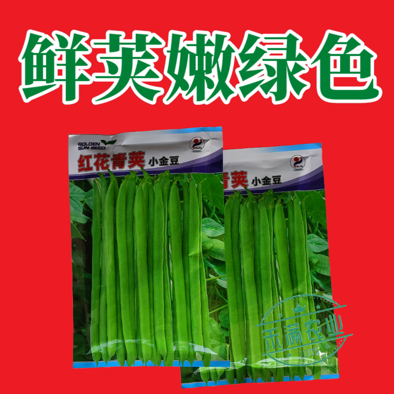 红花青荚小金豆四季豆种子农家高产无筋架豆早熟高产蔬菜种子