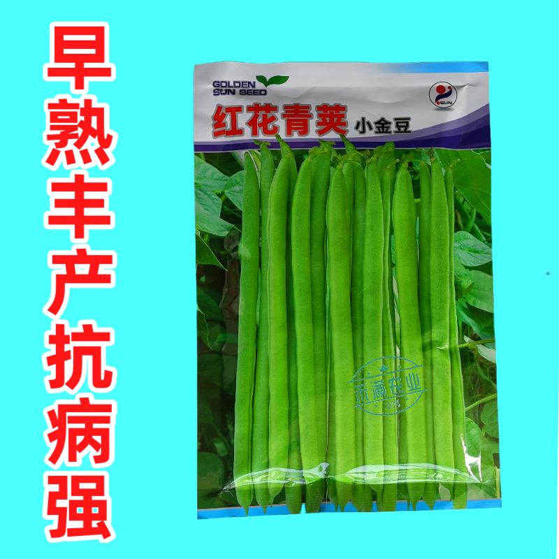 红花青荚小金豆四季豆种子农家高产无筋架豆早熟高产蔬菜种子
