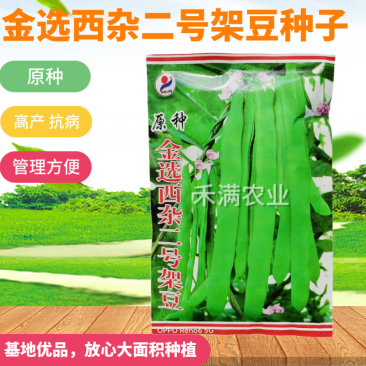 优质原种金选西杂二号架豆早熟豆荚扁形成熟豆荚嫩浅绿四季豆