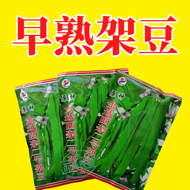 优质原种金选西杂二号架豆早熟豆荚扁形成熟豆荚嫩浅绿四季豆
