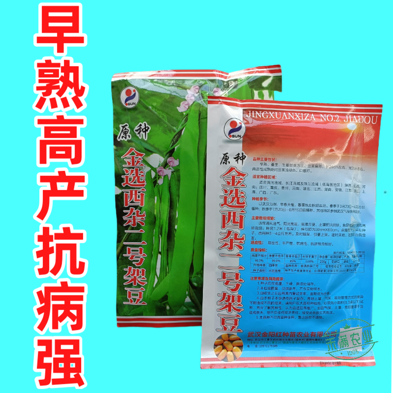 优质原种金选西杂二号架豆早熟豆荚扁形成熟豆荚嫩浅绿四季豆