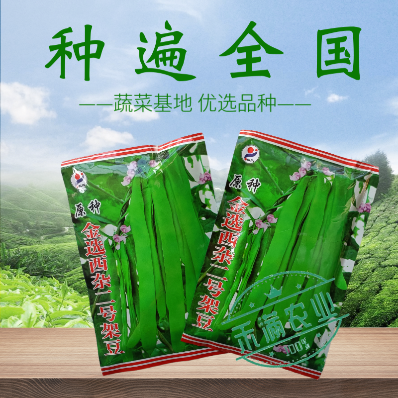 优质原种金选西杂二号架豆早熟豆荚扁形成熟豆荚嫩浅绿四季豆