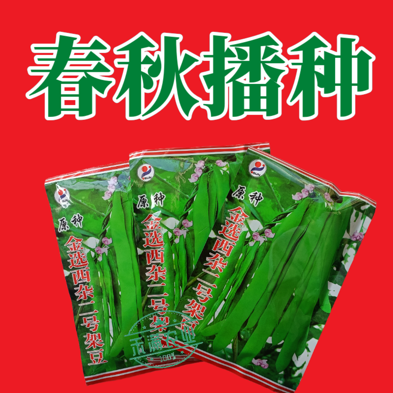 优质原种金选西杂二号架豆早熟豆荚扁形成熟豆荚嫩浅绿四季豆