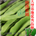 优质原种金选西杂二号架豆早熟豆荚扁形成熟豆荚嫩浅绿四季豆