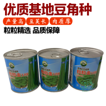 特长豆角种子高产早熟长豇豆角种子白豆角种籽菜园大田春秋播