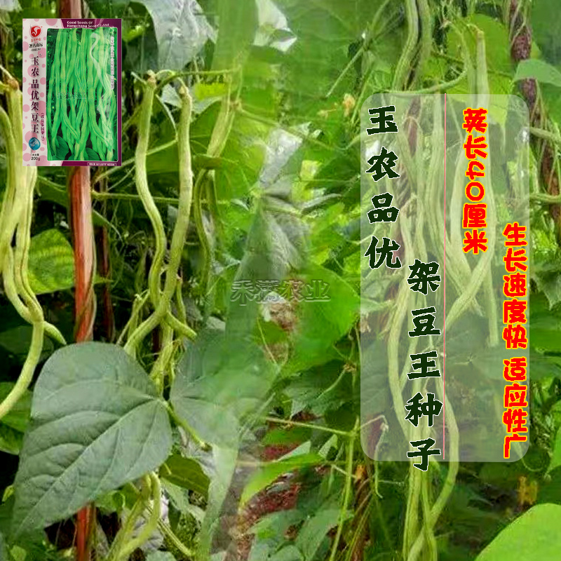 无筋架豆王种子泰国无筋豆种籽豆角长芸豆蔬菜四季豆青豆高产
