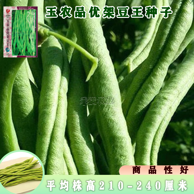 无筋架豆王种子泰国无筋豆种籽豆角长芸豆蔬菜四季豆青豆高产