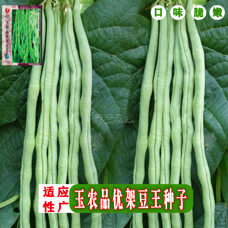 无筋架豆王种子泰国无筋豆种籽豆角长芸豆蔬菜四季豆青豆高产